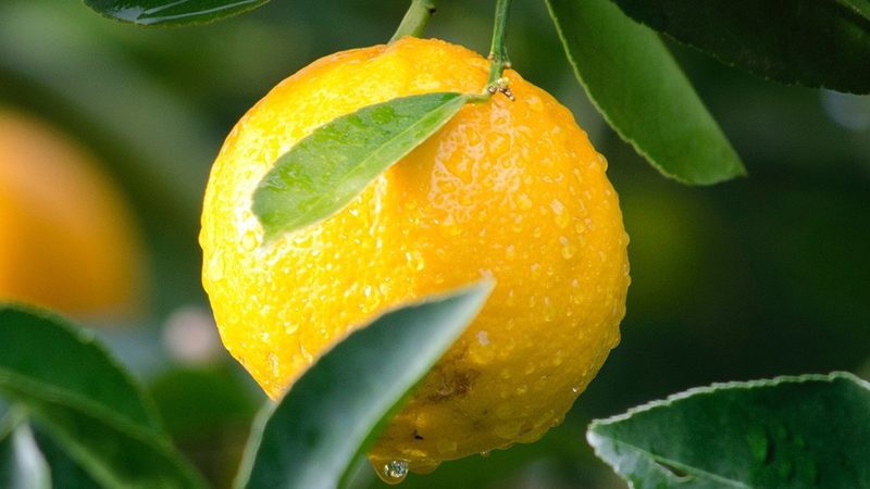 CHO细胞培养基配方揭秘：关键成分与选择要点**